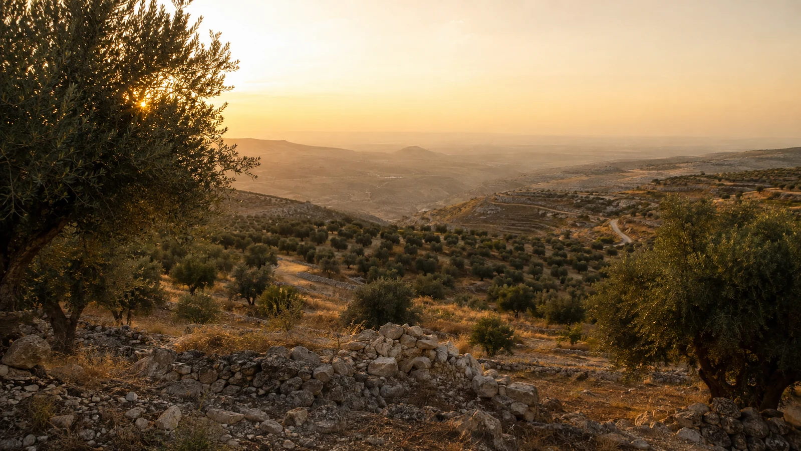 Olive groves in Jordan on land overlooking Palestine